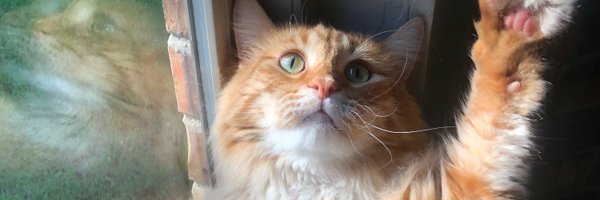 allison_n_smith Profile Banner