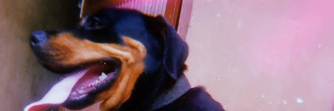 PetsRefuge's profile banner image