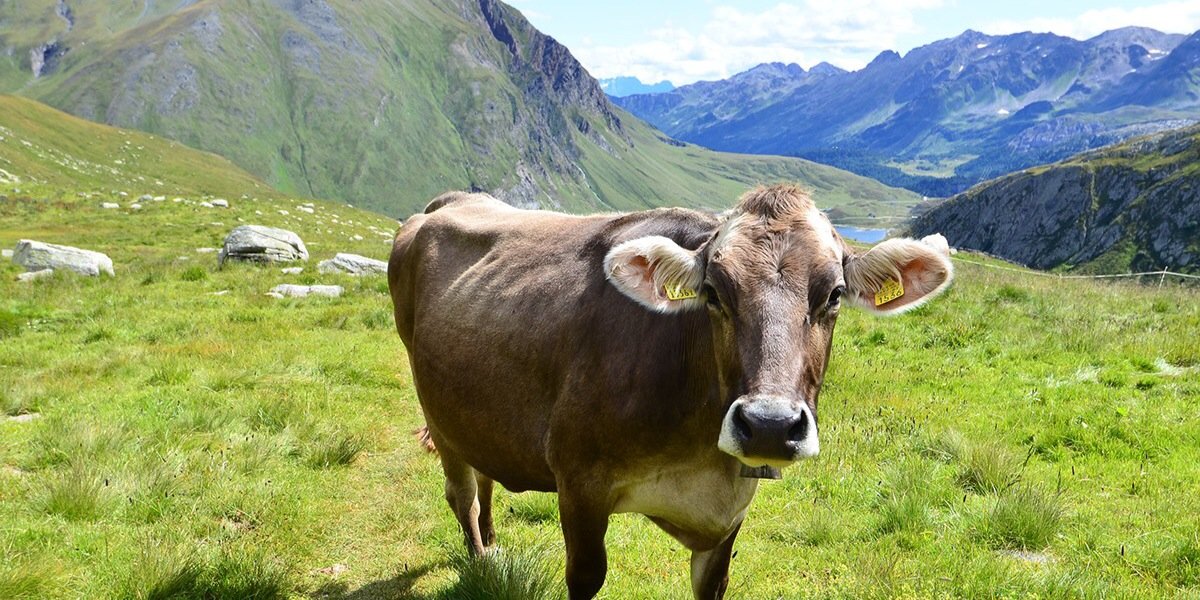 niels rohrweber banner