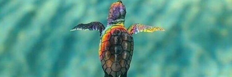 darciemonk's profile banner image