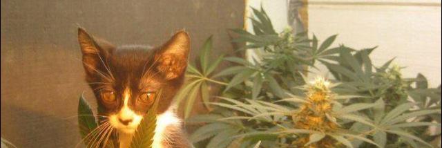 omarnemeth's profile banner image