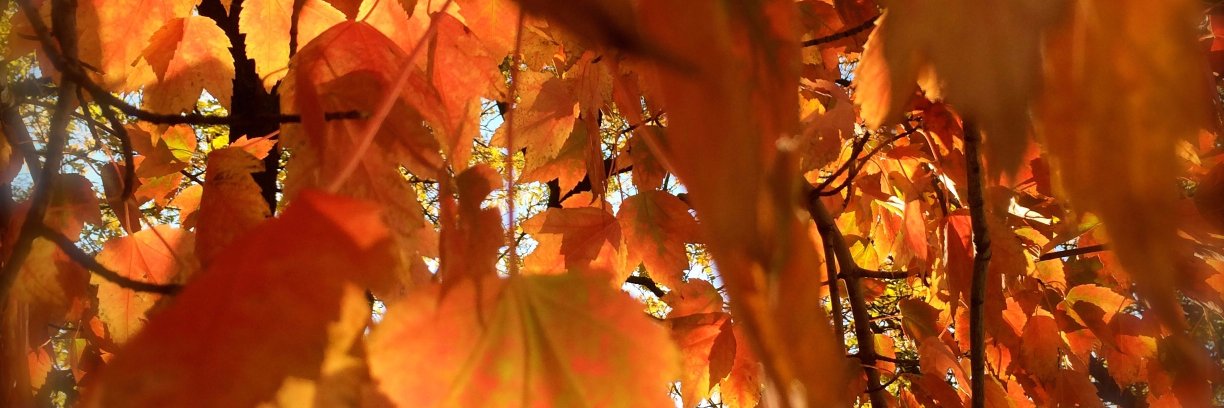 Jack D Bridges banner