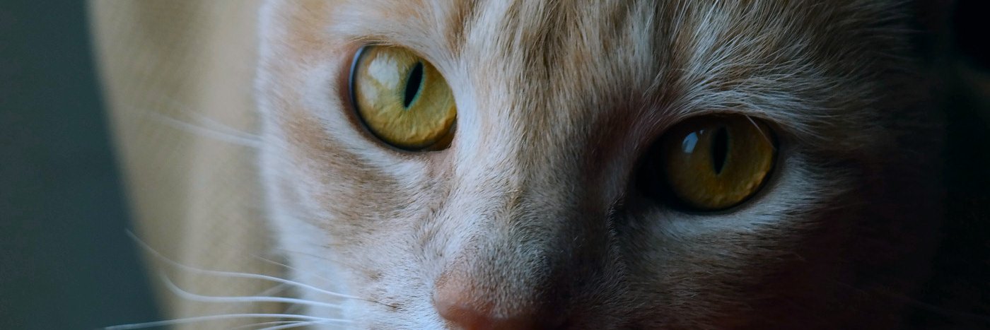 Dennis Bathory-Kitsz (moving to the sky place) banner