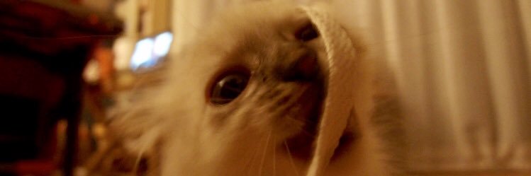 Gustave Benoit-Chat 🤍 banner