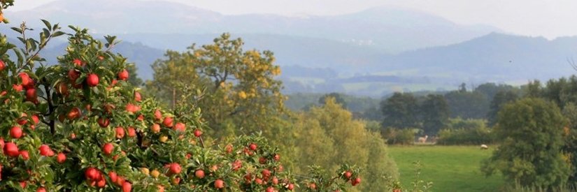 BritishAppleCo's profile banner image
