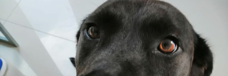 FippySebas's profile banner image