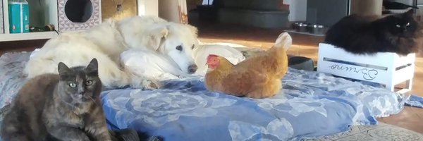 LauraMacDB Profile Banner