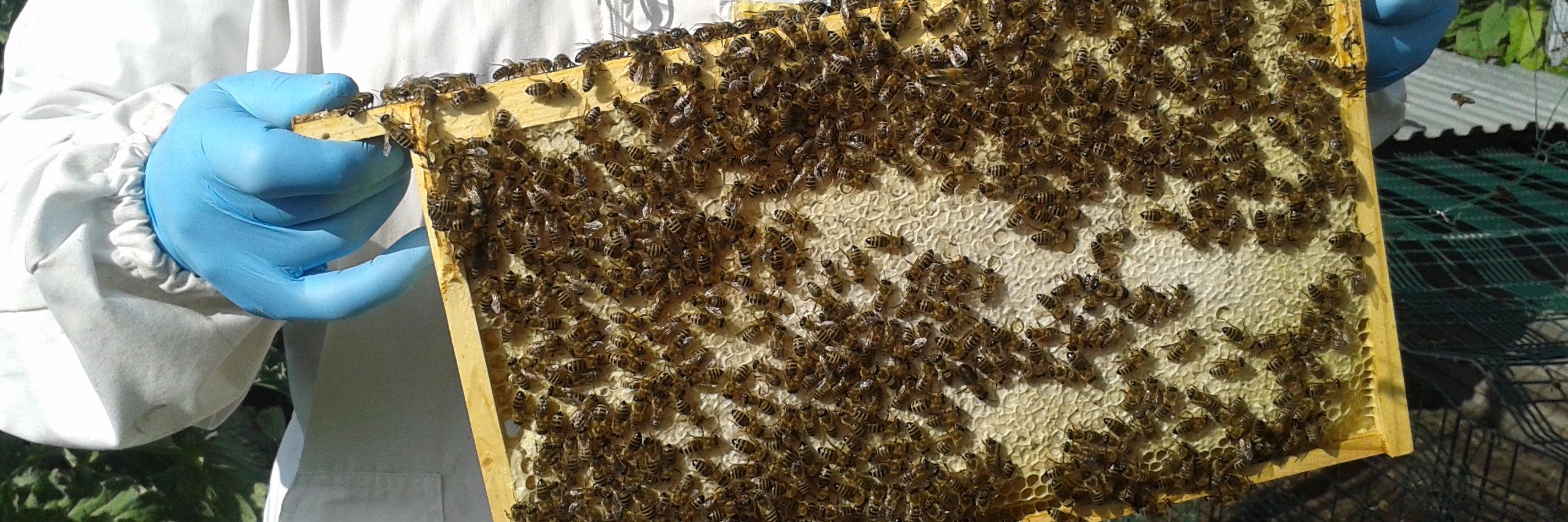 thebeeshack's profile banner image