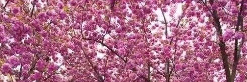 Susanlo35894912's profile banner image