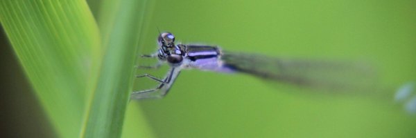 davallot Profile Banner