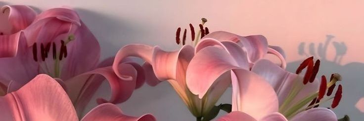 sool_ulloa's profile banner image