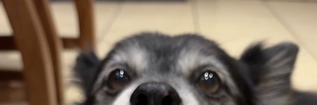 Bob🇮🇪🤝🏼🇵🇸 banner