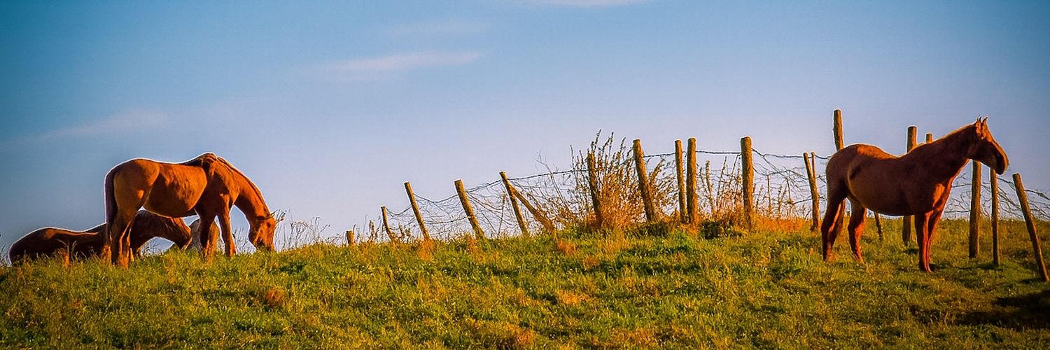 GabrieleBiolo's profile banner image