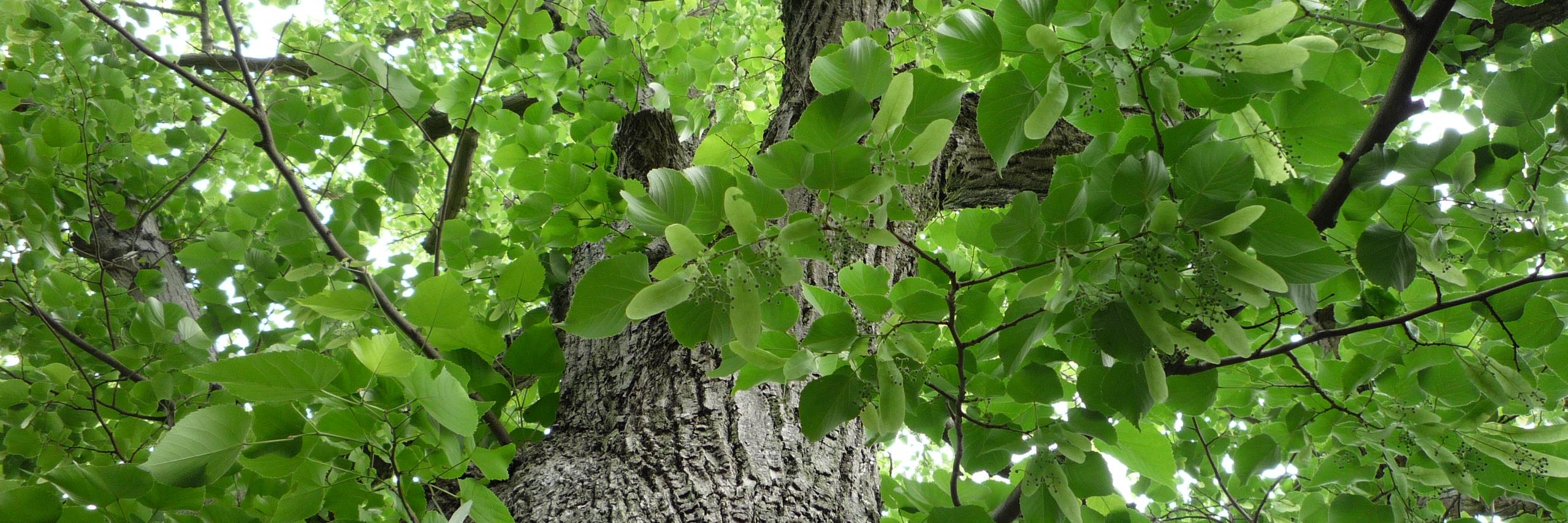 greengardengate's profile banner image