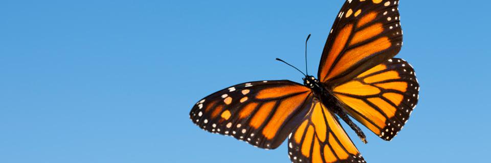 The Monarch Alliance banner