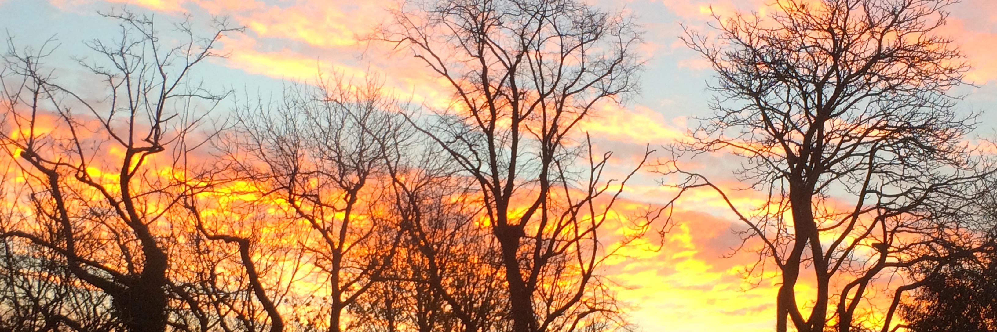 Maurice Cheng banner