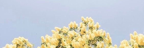 Jolox_Rose's profile banner image