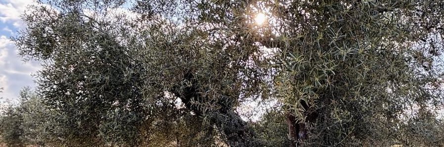 TatiMedranos's profile banner image