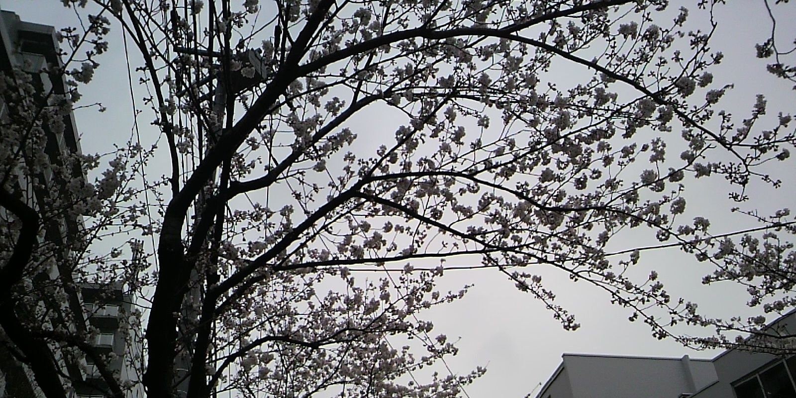 misao42's profile banner image