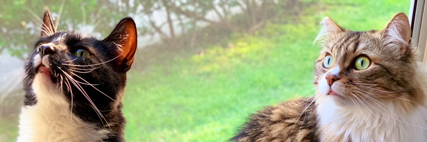 prmmsd's profile banner image