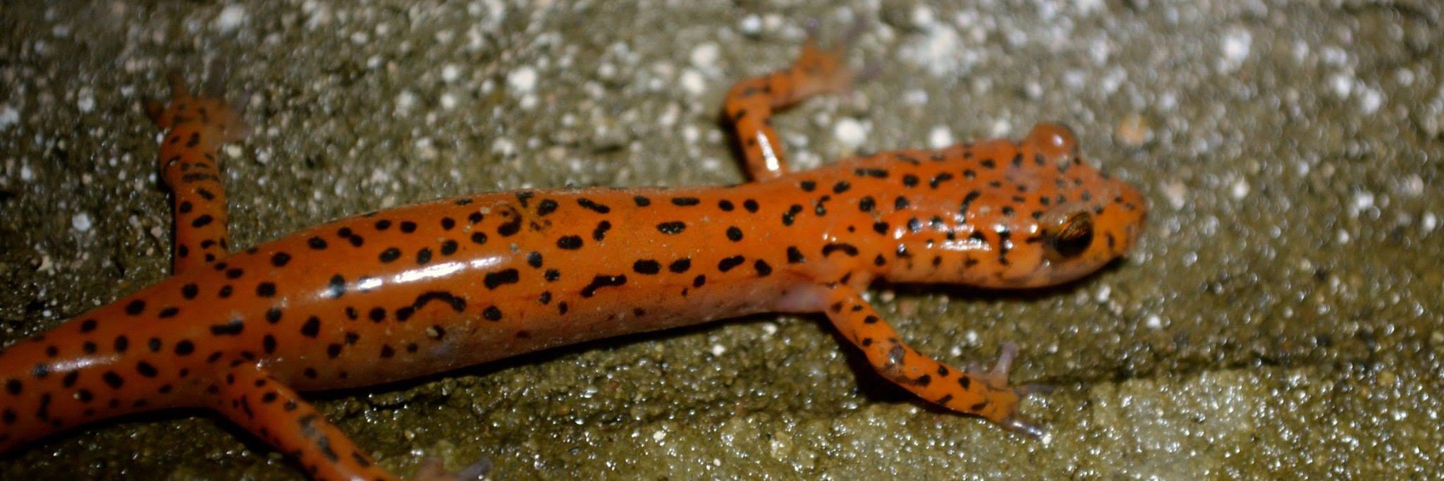 Karst Field Studies banner