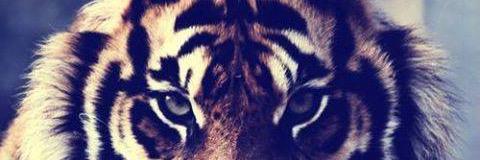 aisatria's profile banner image
