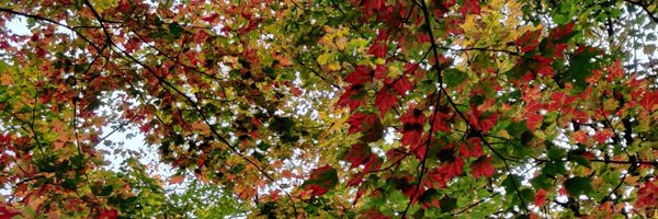 neet_tweeting Profile Banner