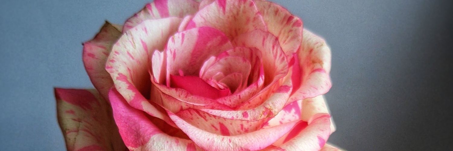 Mme_S_C's profile banner image