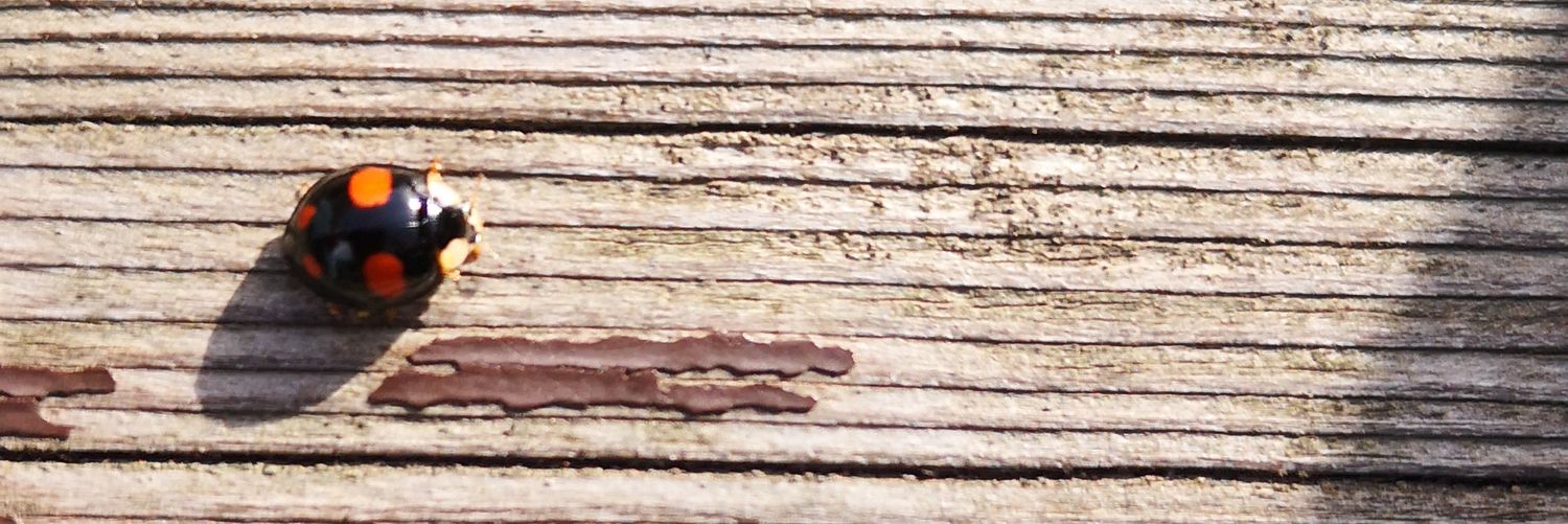 WildOat_'s profile banner image