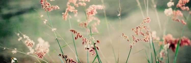 Liiieschen_'s profile banner image
