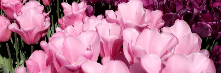 Maha46672's profile banner image