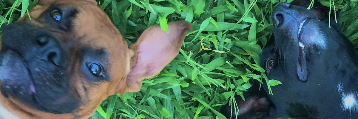 Leandanielss's profile banner image