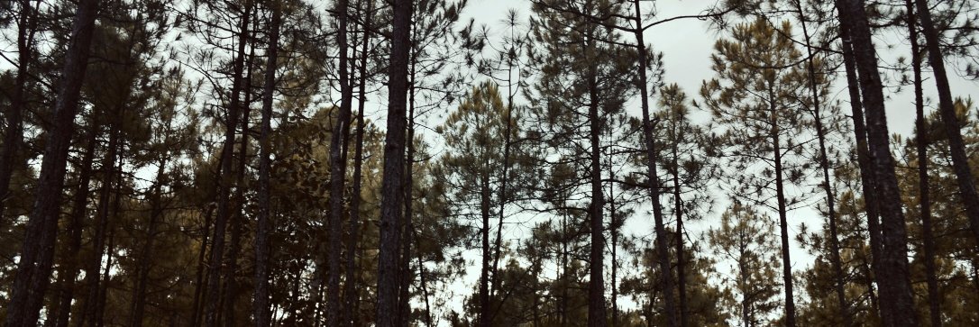 KarinaMNev's profile banner image