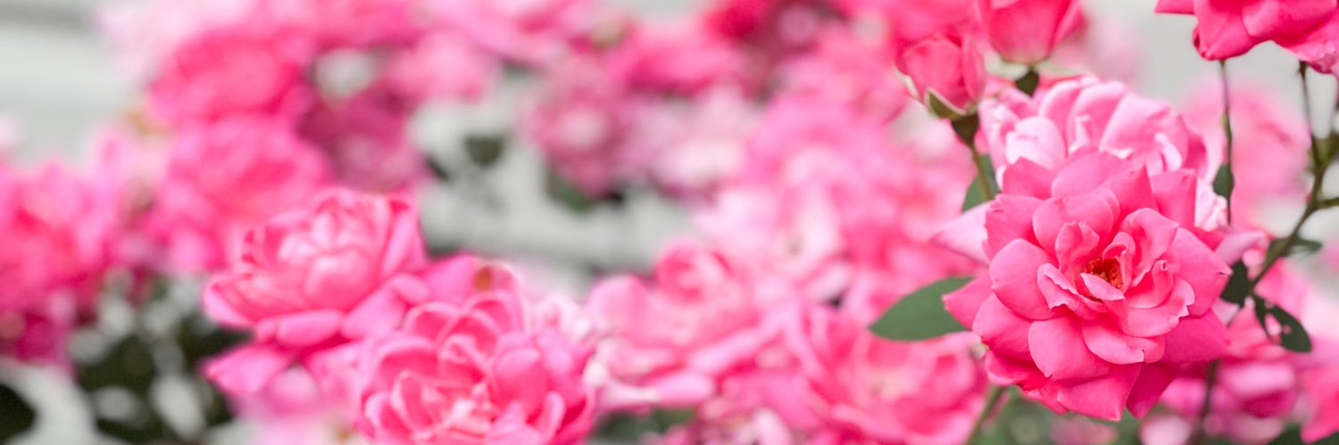 AlysonBiggs's profile banner image