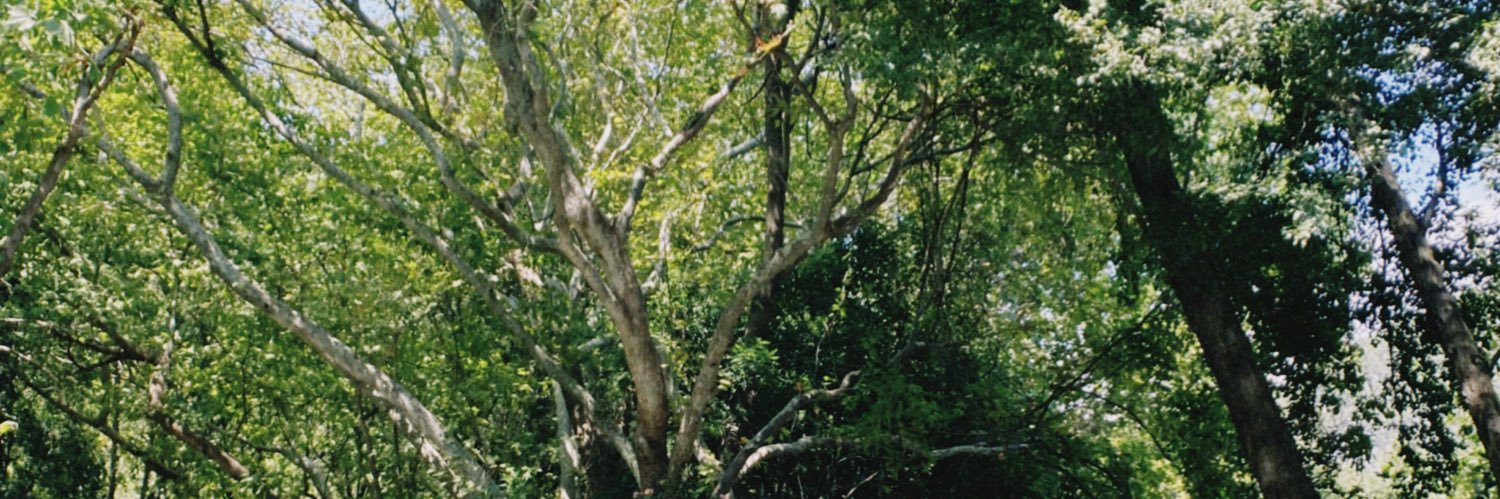 peribesi's profile banner image