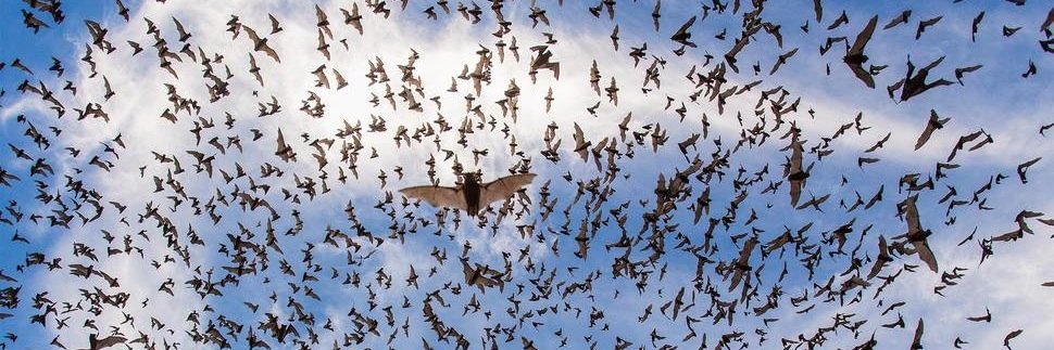 Eliécer E. Gutiérrez banner