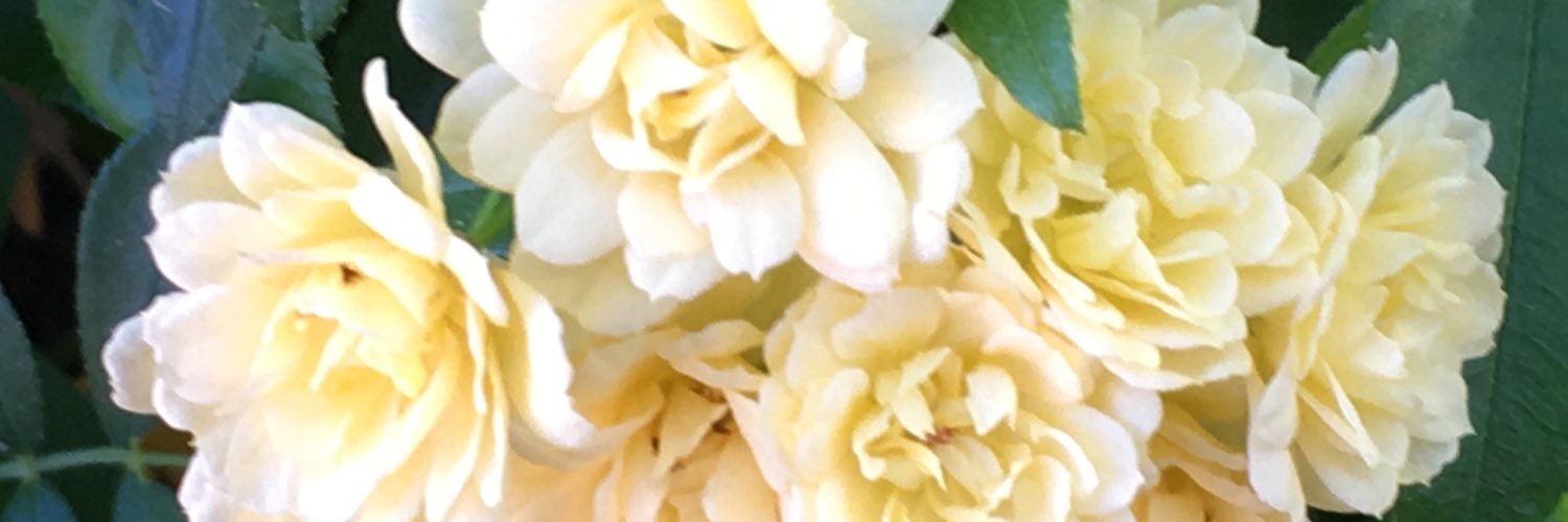KAITY_L18's profile banner image