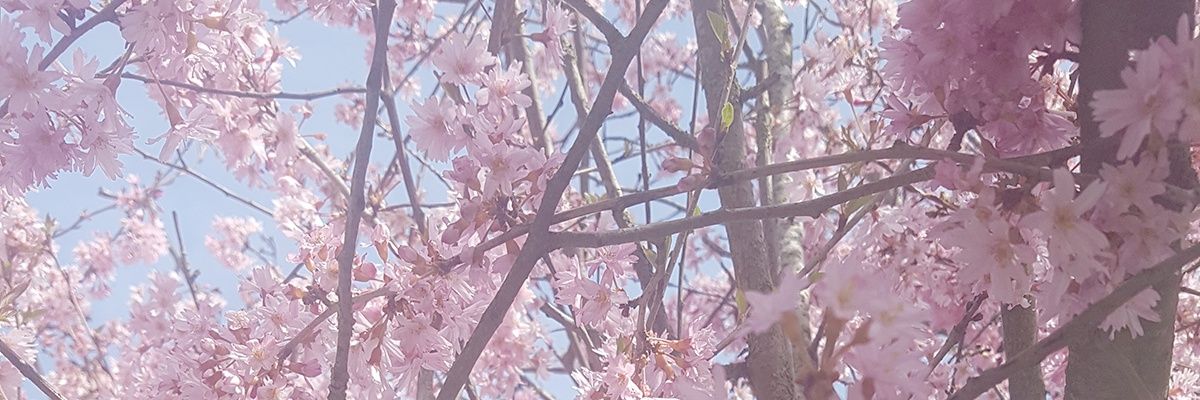 Miyasflower's profile banner image