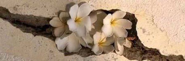 abrilrossp Profile Banner