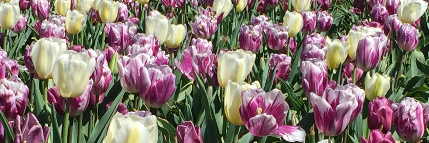 amymcarpentieri's profile banner image
