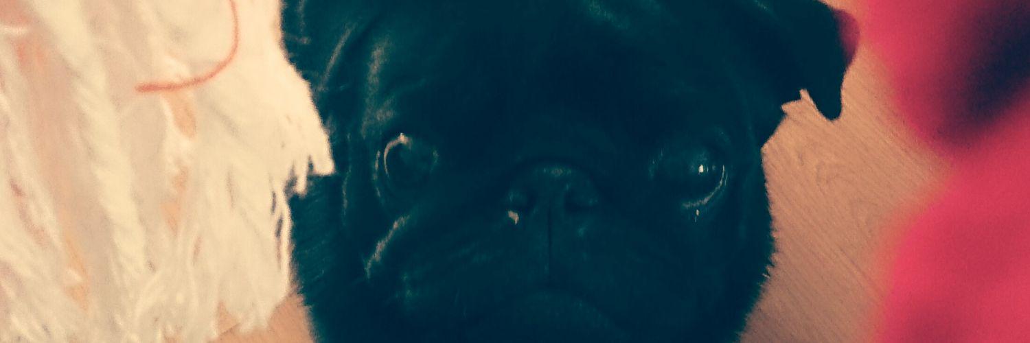 LouieThePug's profile banner image