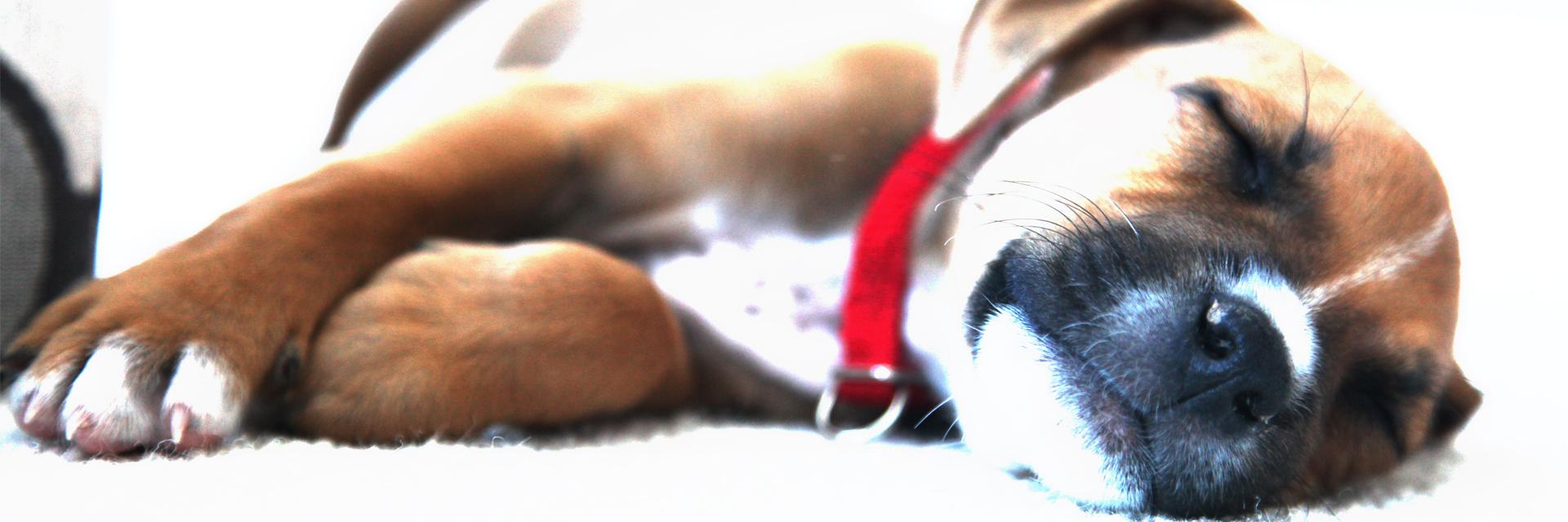 tracedog's profile banner image