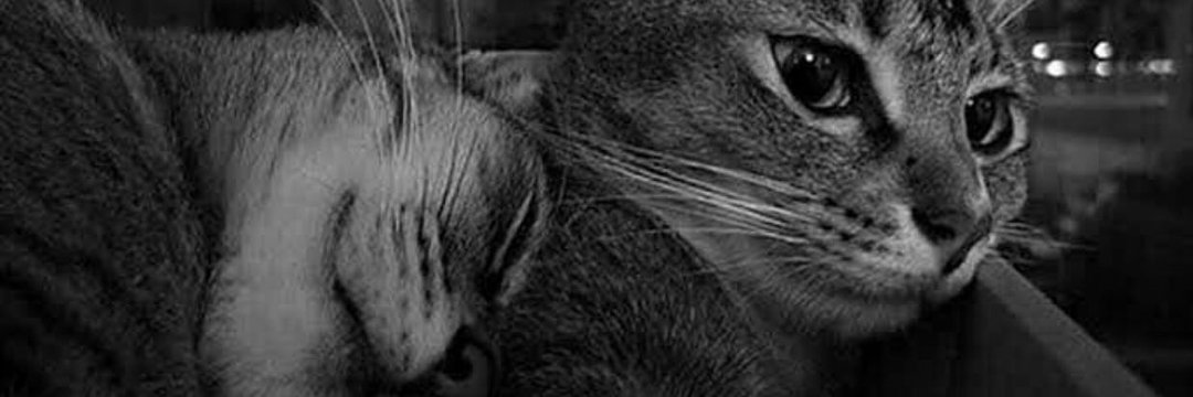 sumeeyee's profile banner image