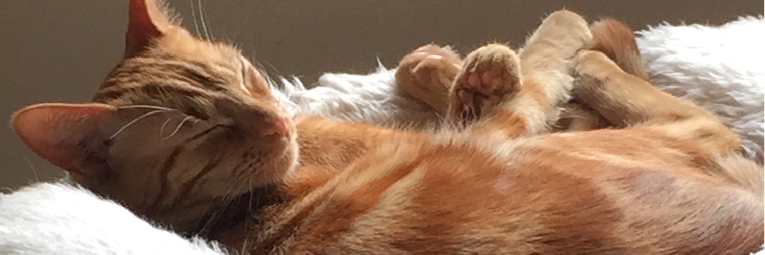 ImArchieTheCat's profile banner image