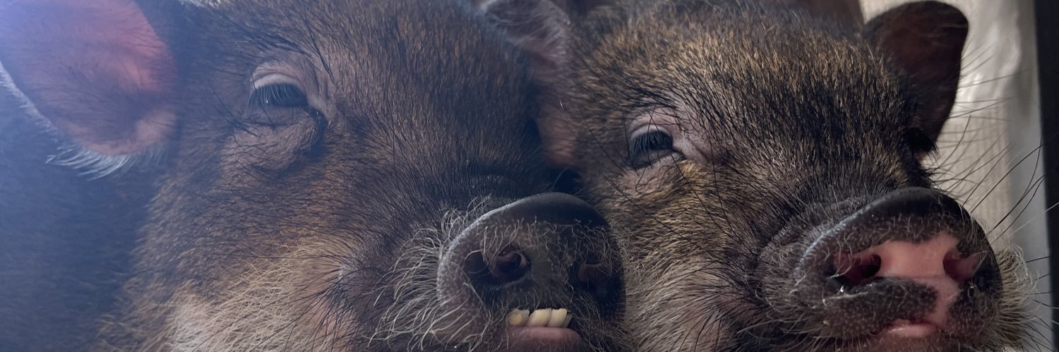 🦐🍣がーねっと🍤🥟🜸🦄鯖 banner