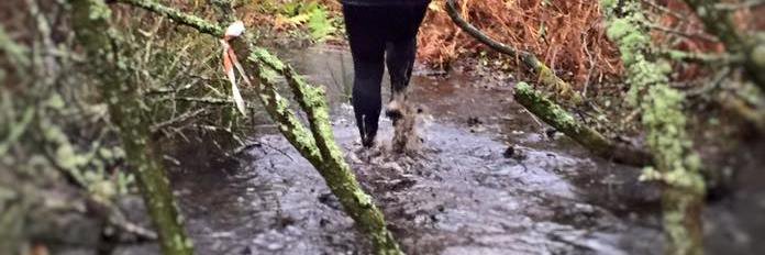 HelstonTrailRun's profile banner image