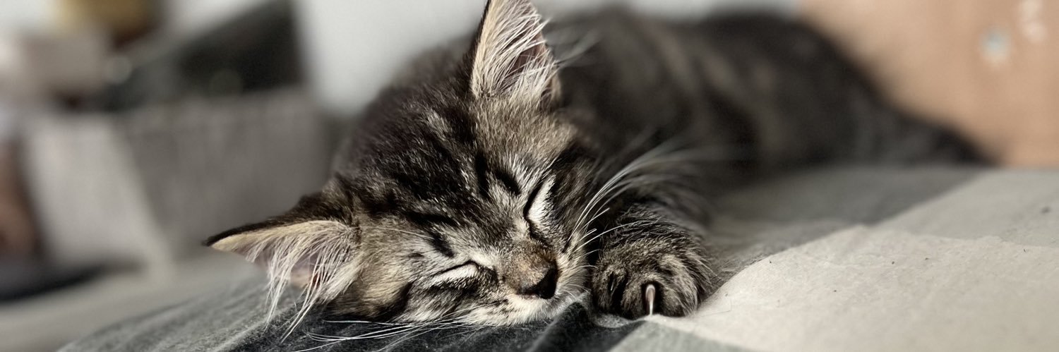 ℭ𝔬𝔫𝔫𝔬𝔯 ✨ banner