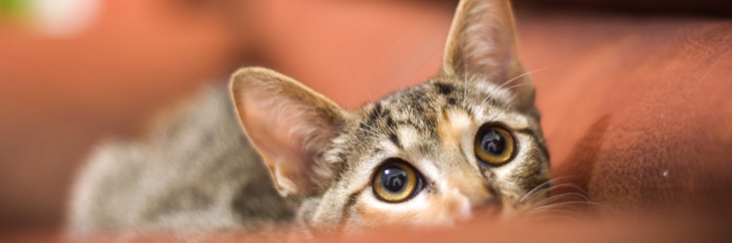 missmalgenio's profile banner image