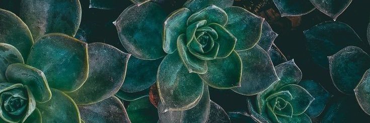alanachaffee's profile banner image