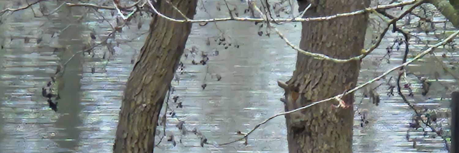 dubogaca's profile banner image